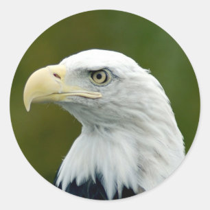 American Bald Eagle Classic Round Sticker