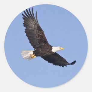 American Bald Eagle Classic Round Sticker
