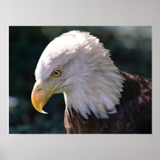 American Bald Eagle Close-Up Poster