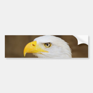 American Bald Eagle Haliaeetus Leucocephalus Bumper Sticker