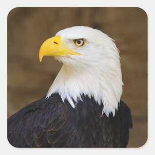 American Bald Eagle Haliaeetus Leucocephalus Square Sticker