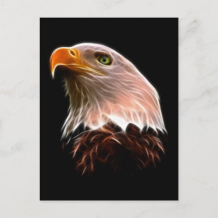 American Bald Eagle Head Postcard