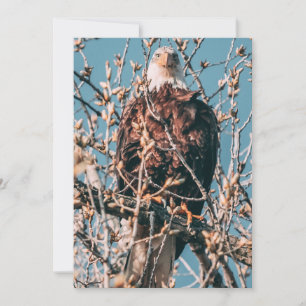 American Bald Eagle Holiday Card