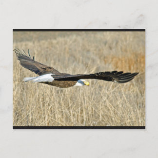 American Bald Eagle III Postcard
