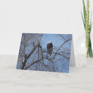 American Bald Eagle in Tree Card - Blank Inside