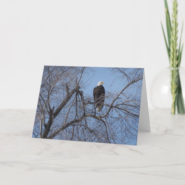 American Bald Eagle in Tree Card - Blank Inside (Front)