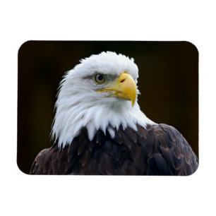 American Bald Eagle Magnet