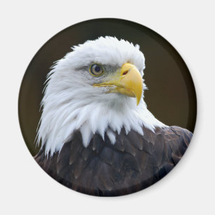 American Bald Eagle Magnet