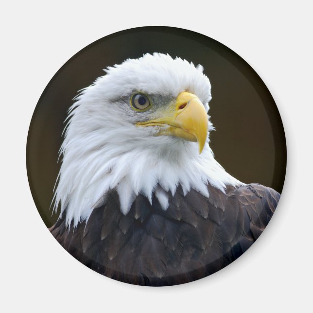 American Bald Eagle Magnet (Front)