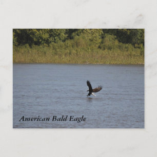 American Bald Eagle ~ Minnesota Postcard