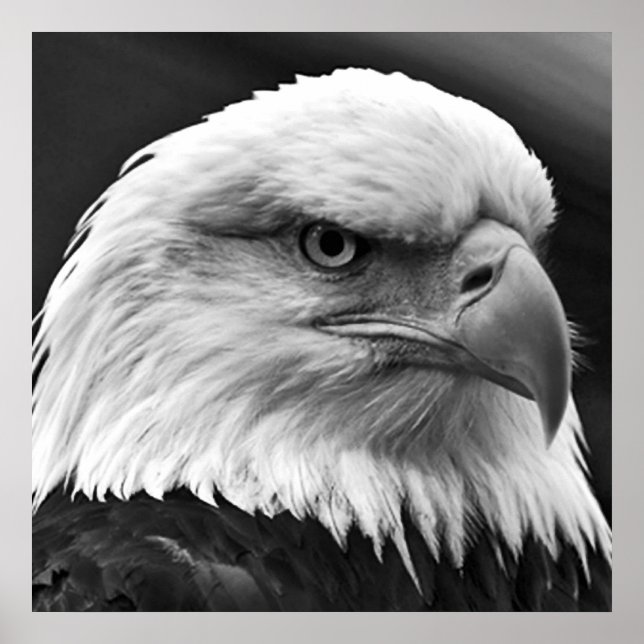 American Bald Eagle Motivational Leadership Poster (Front)