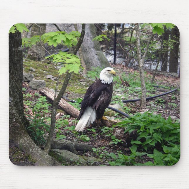 American Bald Eagle Mouse Mat (Front)