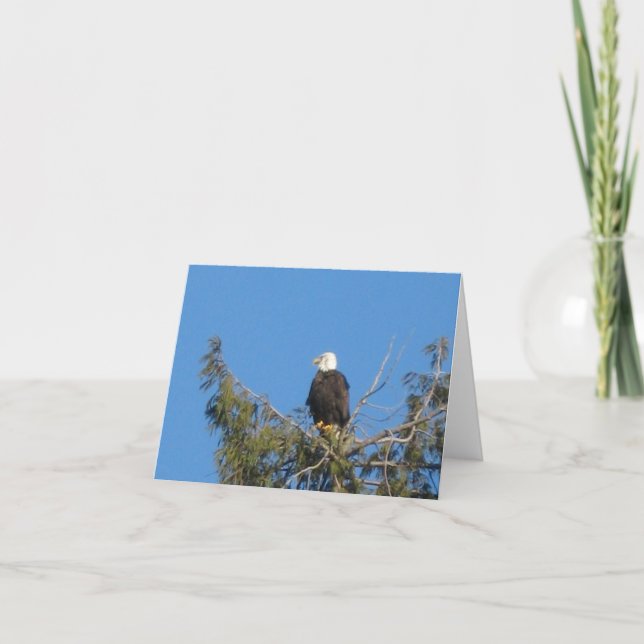 American Bald Eagle Note Card (Front)