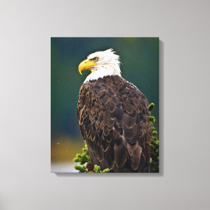 American Bald Eagle Perched Canvas Print