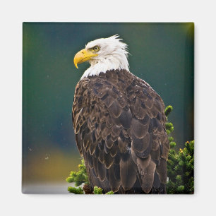 American Bald Eagle Perched Magnet