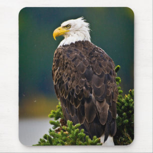 American Bald Eagle Perched Mouse Mat