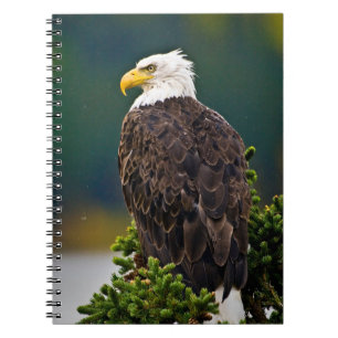 American Bald Eagle Perched Notebook
