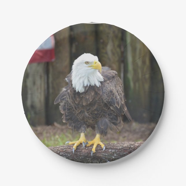 American Bald Eagle Perched on a Log Paper Plate (Front)