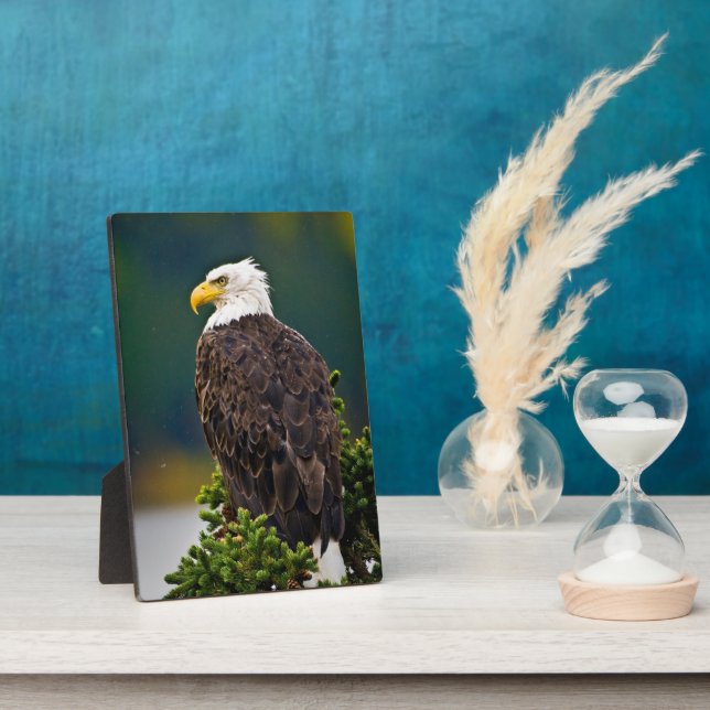 American Bald Eagle Perched Plaque (Side)