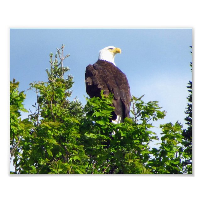 American Bald Eagle Photo Print (Front)