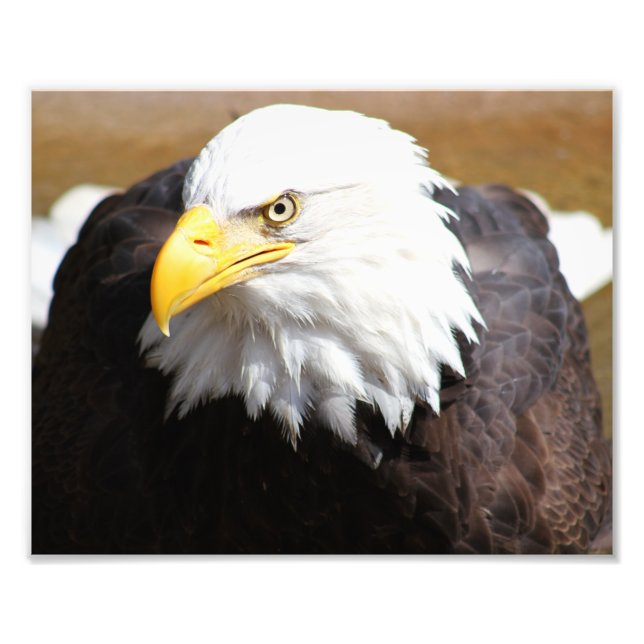 American Bald Eagle Photography Print (Front)