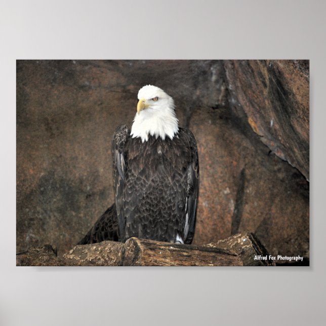 American Bald Eagle Portrait Poster (Front)