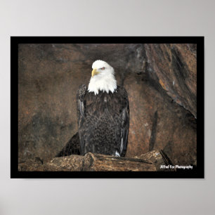 American Bald Eagle Portrait Poster
