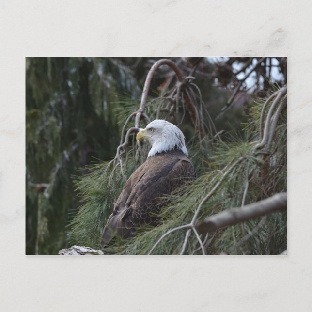 American Bald Eagle Postcard (Front)