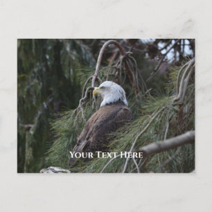 American Bald Eagle Postcard