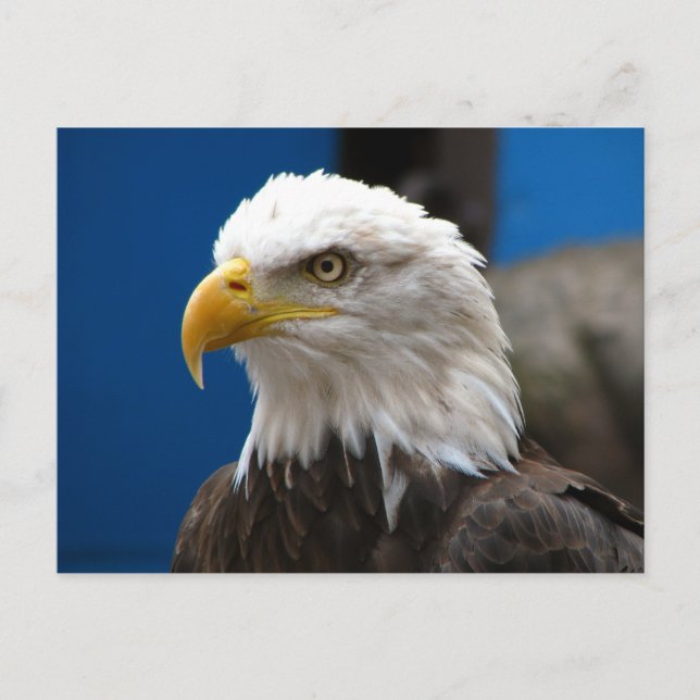 American Bald Eagle Postcard (Front)