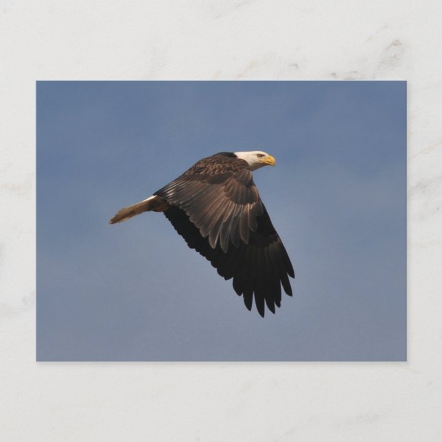 American Bald Eagle Postcard (Front)