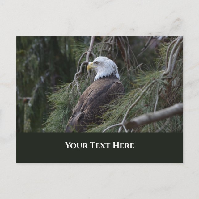 American Bald Eagle Postcard (Front)