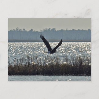 American Bald Eagle Postcard
