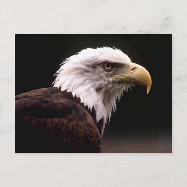 American Bald Eagle Postcard (Front)