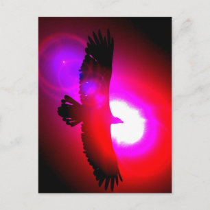 American Bald Eagle Postcard