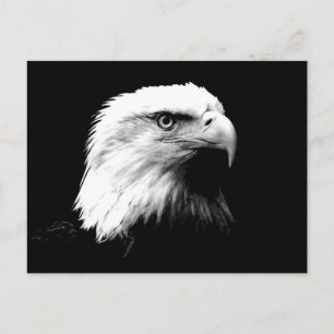 American Bald Eagle Postcard