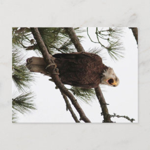 american bald eagle postcard