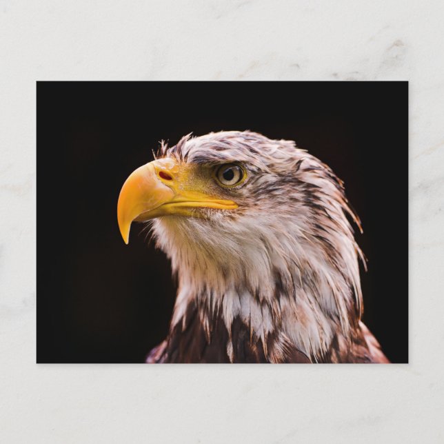 American Bald Eagle Postcard (Front)