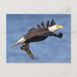 American Bald Eagle Postcard