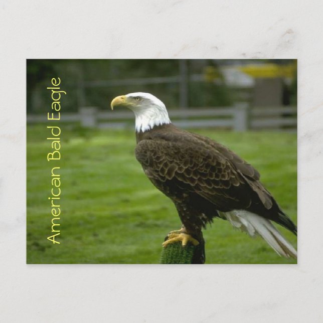 American Bald Eagle Postcard (Front)