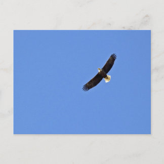 American Bald Eagle Postcard