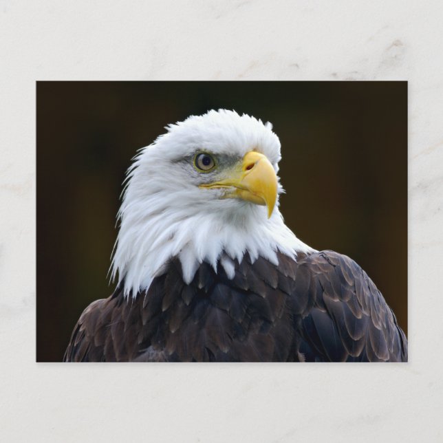 American Bald Eagle Postcard (Front)
