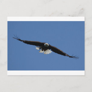 American Bald Eagle Postcard