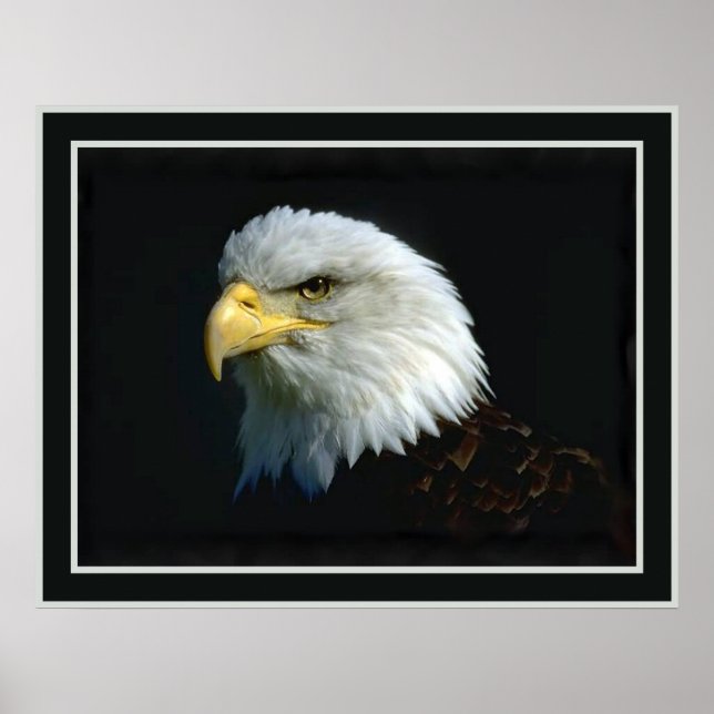 American Bald Eagle Poster (Front)