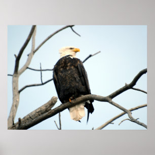 American Bald Eagle Poster