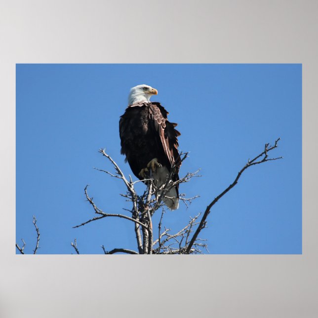American Bald Eagle Poster (Front)