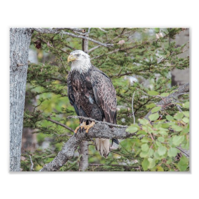 American Bald Eagle Sitting in a Tree Photo Print (Front)