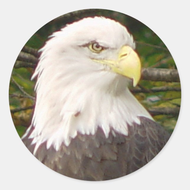 American Bald Eagle Sticker (Front)