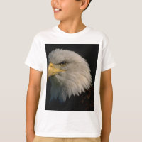 American Bald Eagle