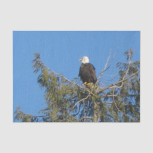 American Bald Eagle Tissue Tissue Paper